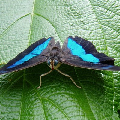 Butterfly World