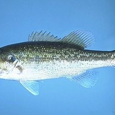 Spotted bass