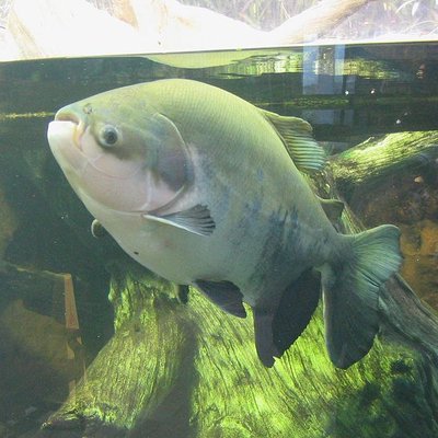 Piaractus brachypomus
