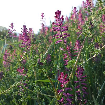 Fumaria officinalis