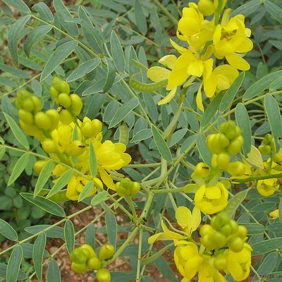Senna alexandrina