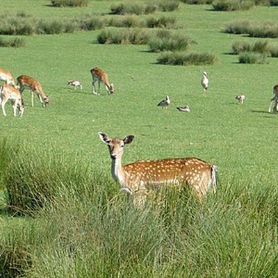 Parc Animalier de Sainte Croix