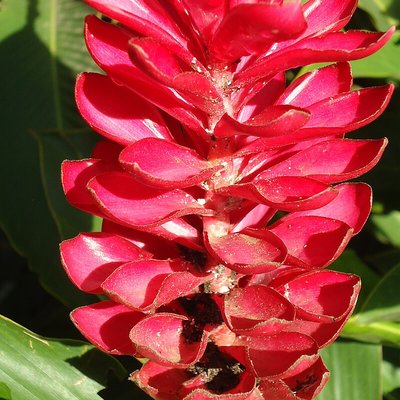 Alpinia