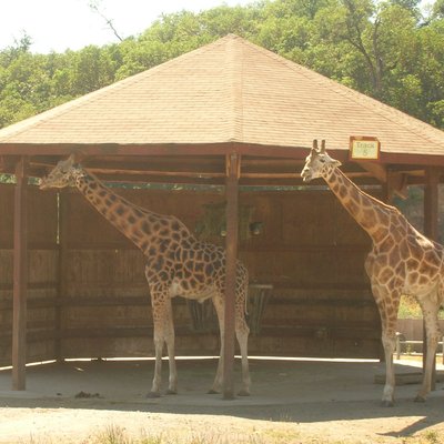 Wildlife Safari