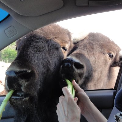 African Safari Wildlife Park
