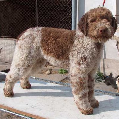 Lagotto Romagnolo