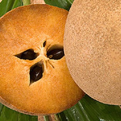Manilkara zapota