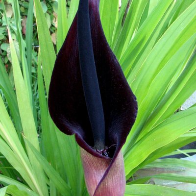Arum