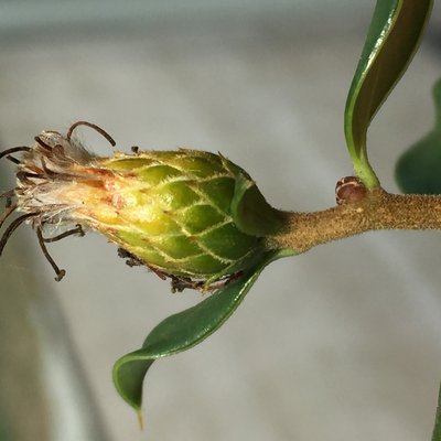 Dasyphyllum diacanthoides
