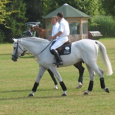 Otto Becker (equestrian)