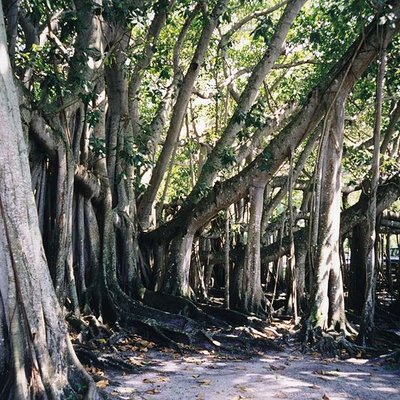 Ficus benghalensis