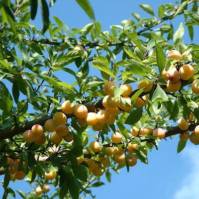 Mirabelle plum