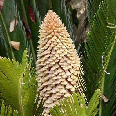 Cycas
