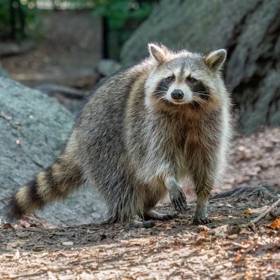 Racoon Hair Extensions