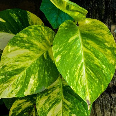 Epipremnum aureum