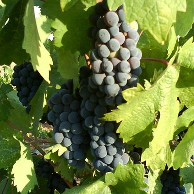 Zinfandel