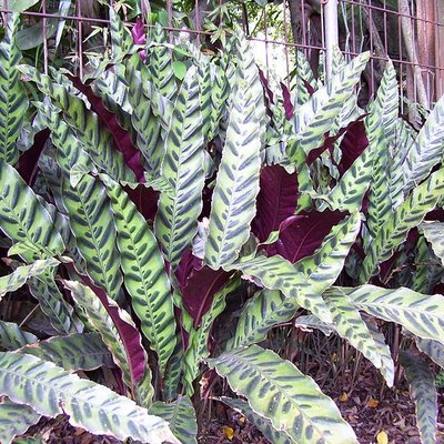 Calathea