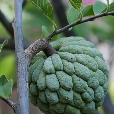 Sugar-apple