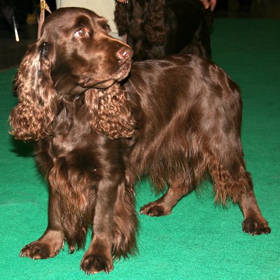 Field Spaniel