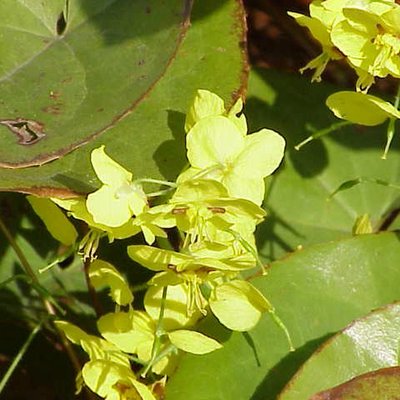 Epimedium