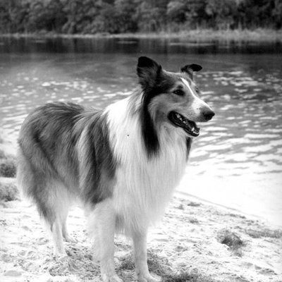 Lassie (2005 film)