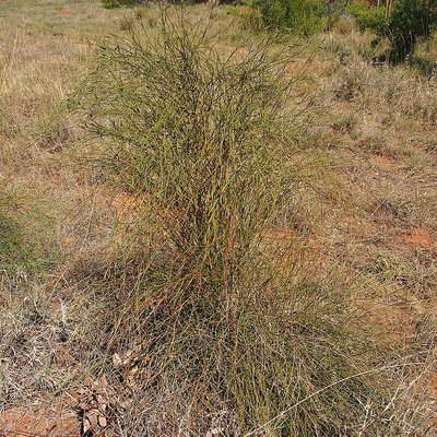 Muehlenbeckia florulenta
