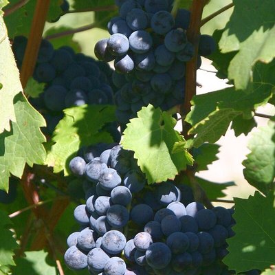 Cabernet Franc