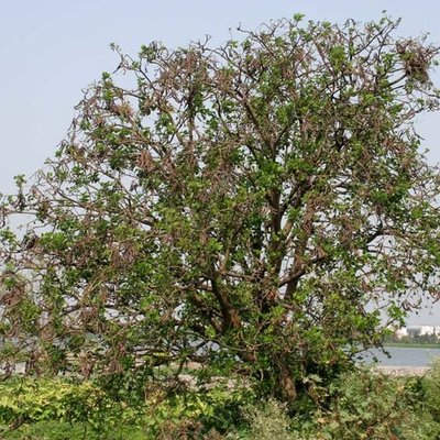 Erythrina variegata