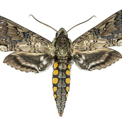 Manduca