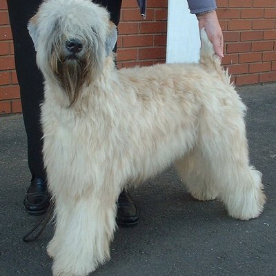 Soft-coated Wheaten Terrier