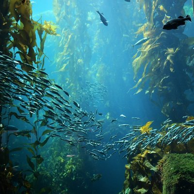 Kelp