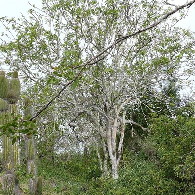 Bursera graveolens