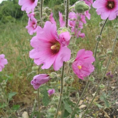 Alcea