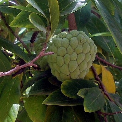 Custard apple logo