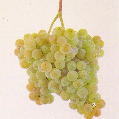 Albariño
