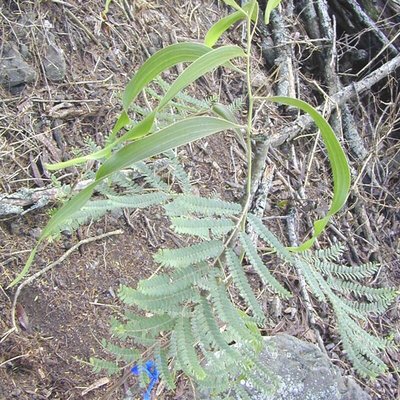 Acacia koa