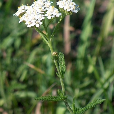 Achillea