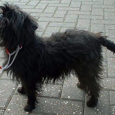 Affenpinscher