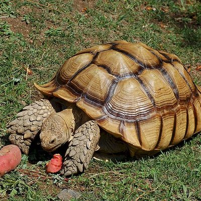 African spurred tortoise