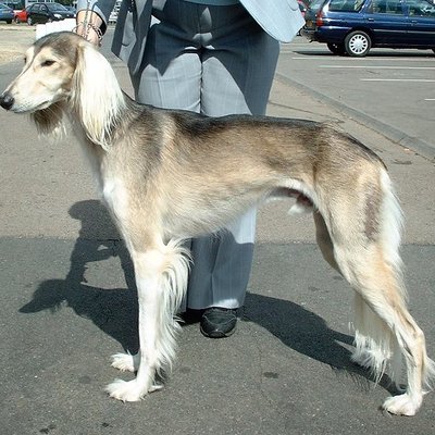 Saluki