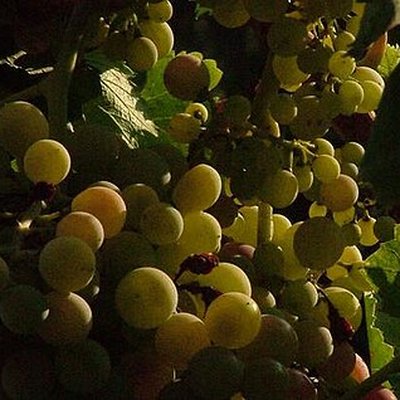 Aglianico