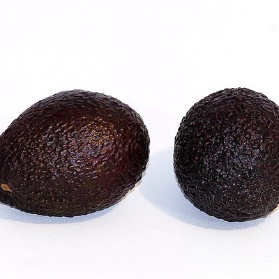 Hass avocado