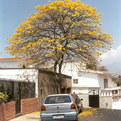Tabebuia chrysantha