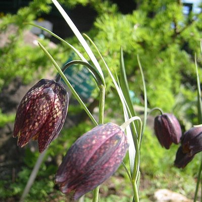 Fritillaria