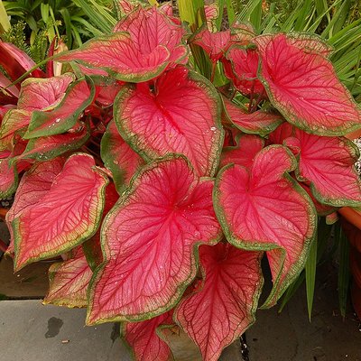 Caladium