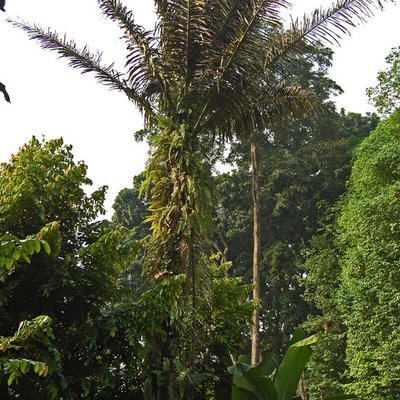 Arenga