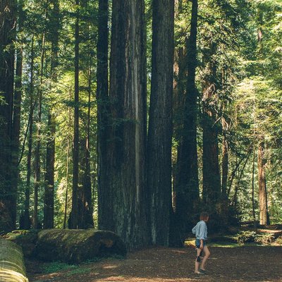 Avenue of the Giants Marathon