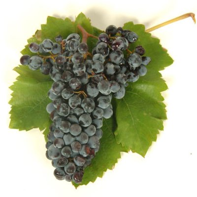 Nero d'Avola