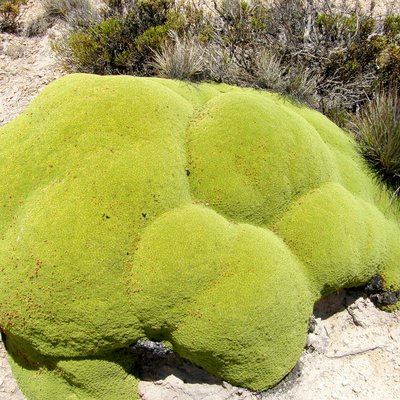 Yareta