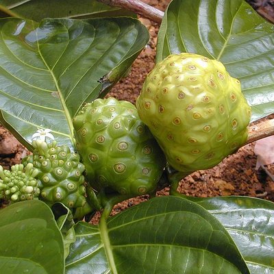 Morinda